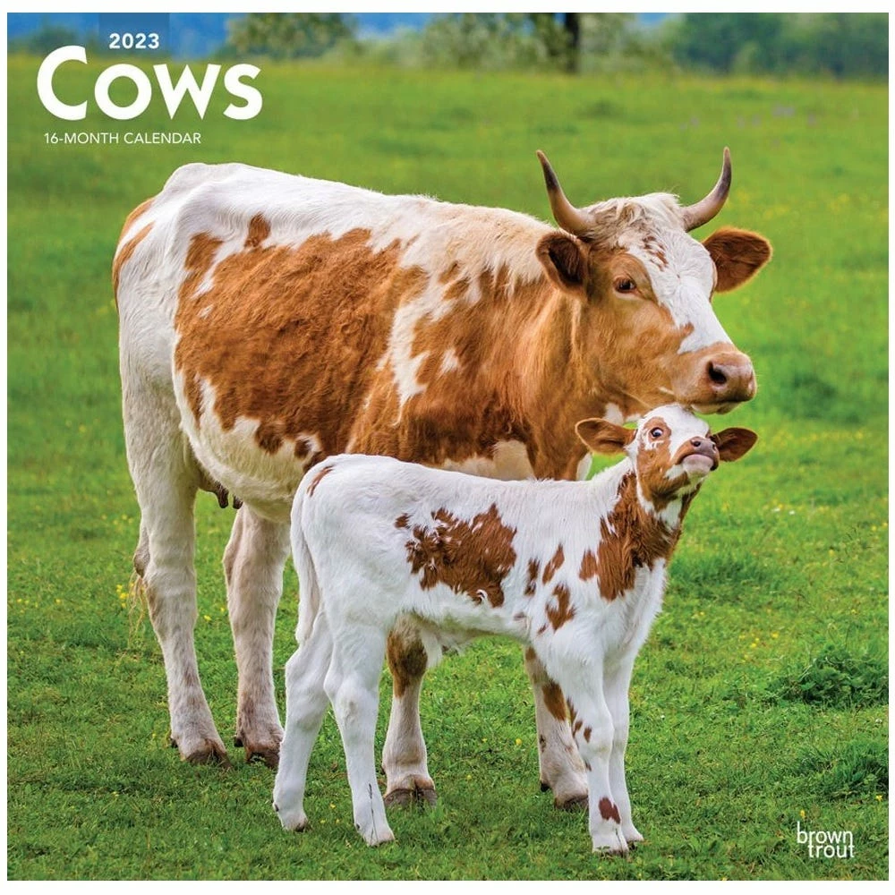 Brown Trout Cows 2023 Square Calendar - Calendars