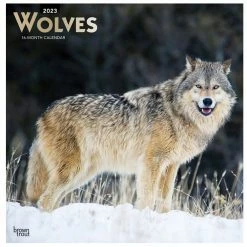 Brown Trout Wolves 2023 Square Foil Calendar - Calendars