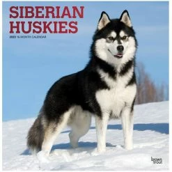 Brown Trout Siberian Huskies 2023 Square Foil Calendar - Calendars