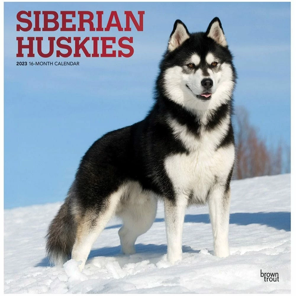 Brown Trout Siberian Huskies 2023 Square Foil Calendar - Calendars
