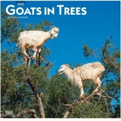 Brown Trout Trees 2023 Square Calendar - Calendars