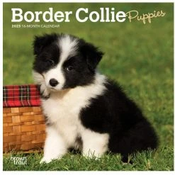 Brown Trout Border Collie Puppies 2023 Mini 7x7 Calendar - Calendars