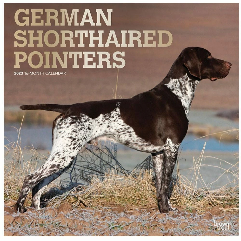 Brown Trout German Shorthaired Pointers 2023 Square Foil Calendar - Calendars