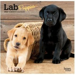 Brown Trout Lab Puppies 2023 Mini 7x7 Calendar - Calendars