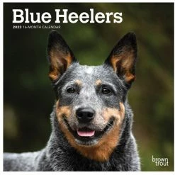 Brown Trout Blue Heelers 2023 Mini 7x7 Calendar - Calendars