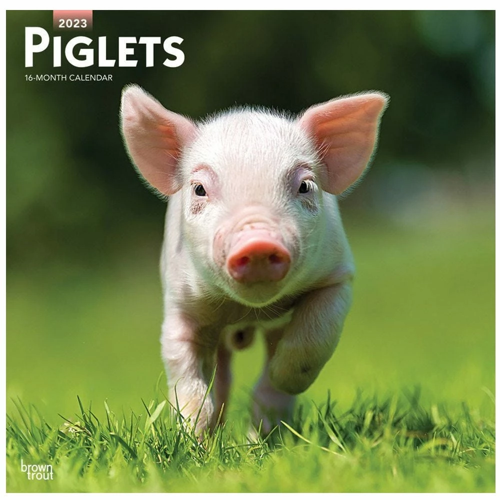 Brown Trout Piglets 2023 Square Calendar - Calendars
